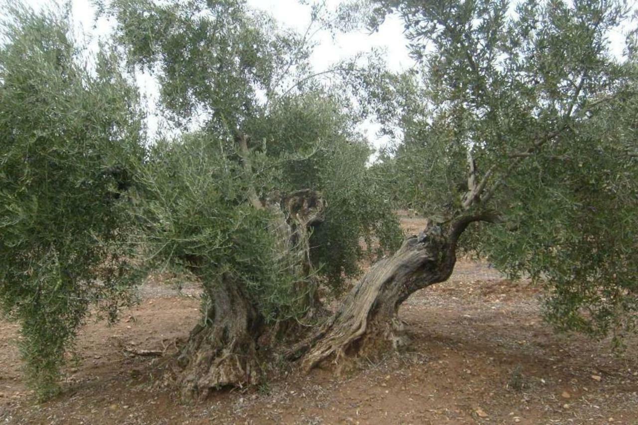 ビリャカリリョ Cortijo El Derramaderoヴィラ エクステリア 写真